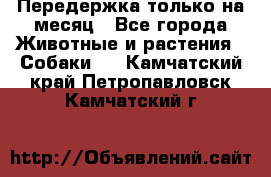 Передержка только на месяц - Все города Животные и растения » Собаки   . Камчатский край,Петропавловск-Камчатский г.